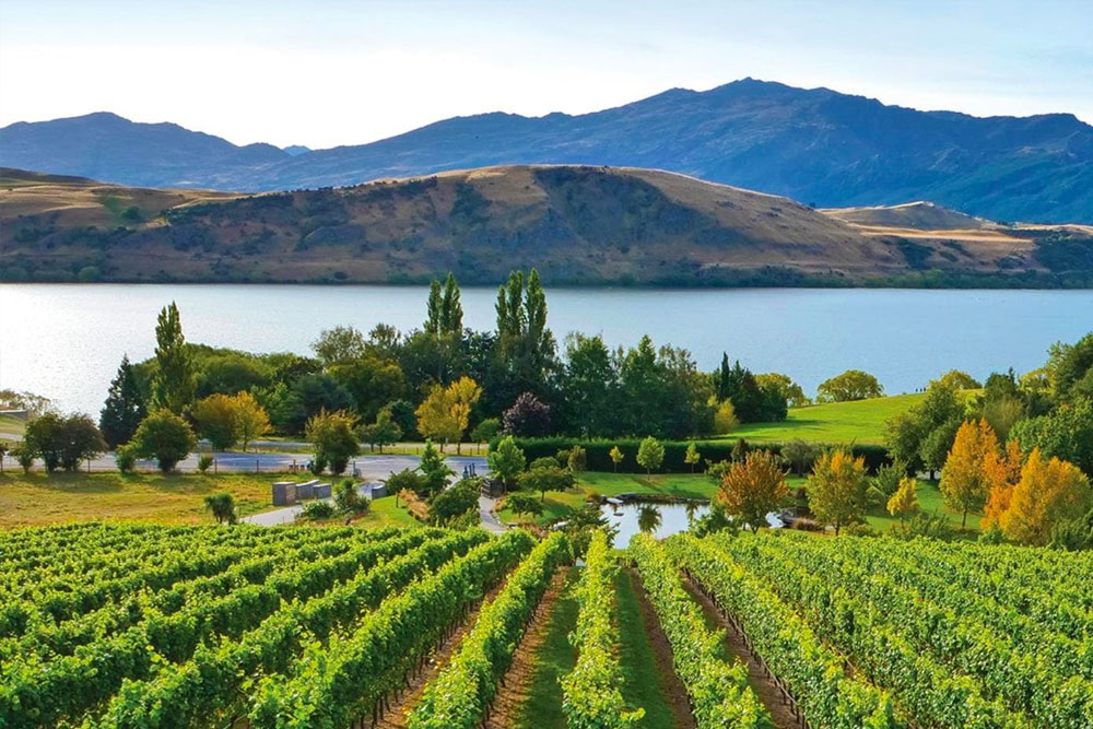 3 Best Central Otago Wineries